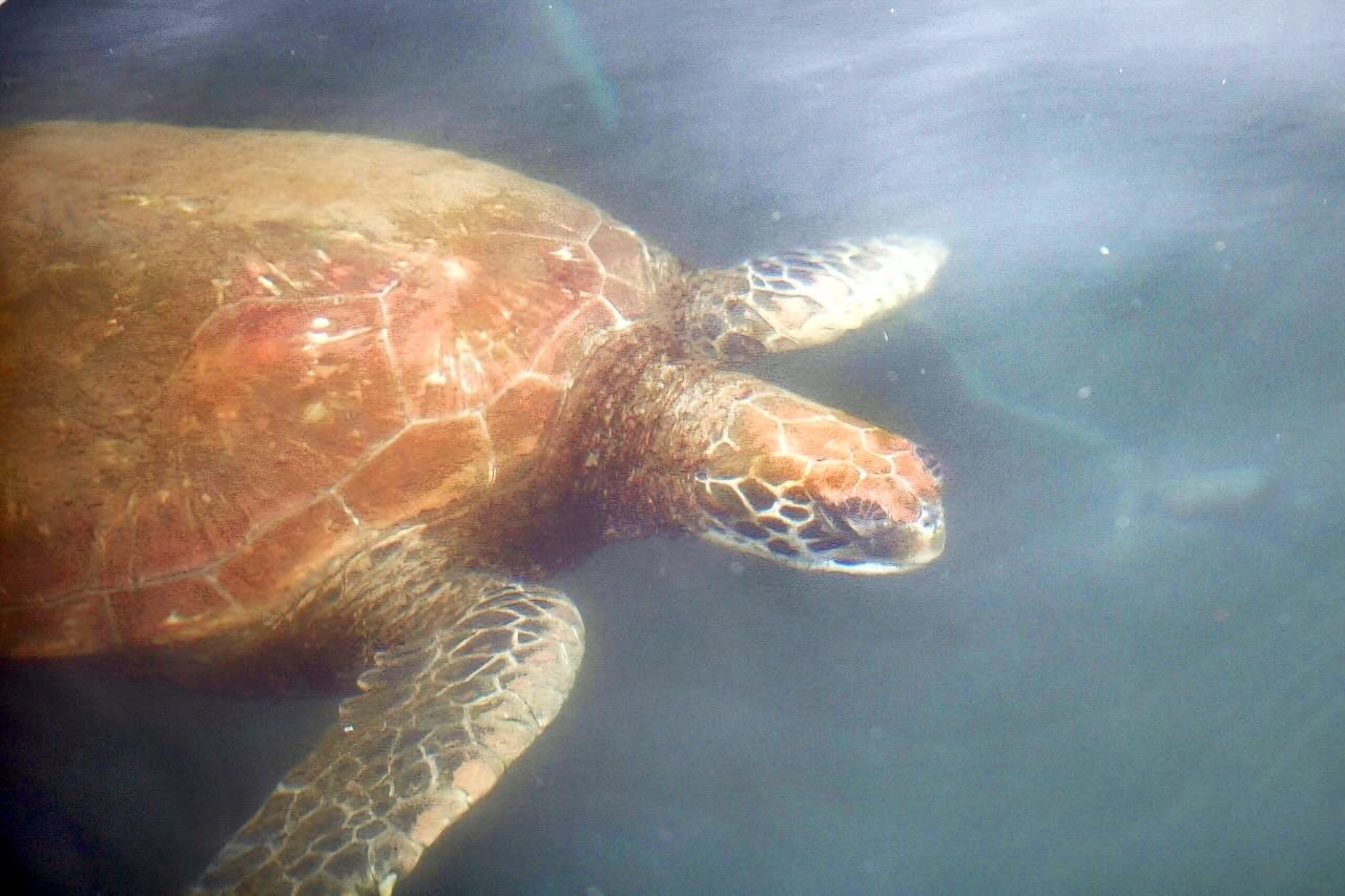 イースター島の港で撮影したウミガメ。透き通る海の中をゆったり泳ぎながら、訪れる旅人を静かに見守っているような穏やかな姿が印象的。