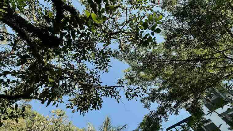 ヨガ中に見上げた空。木漏れ日と青空が交差する癒しの景色。