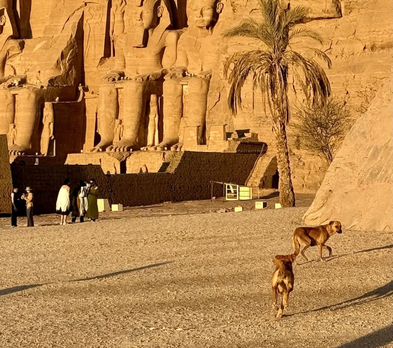 朝の光に包まれる神殿と歩く野良犬たち