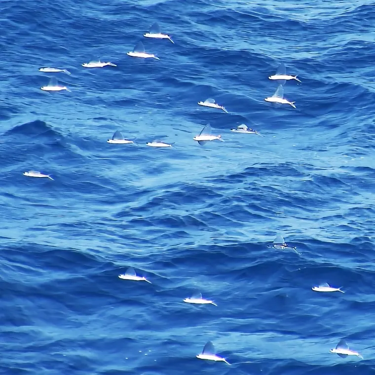 青い海面すれすれを群れで飛ぶ多数の飛び魚
