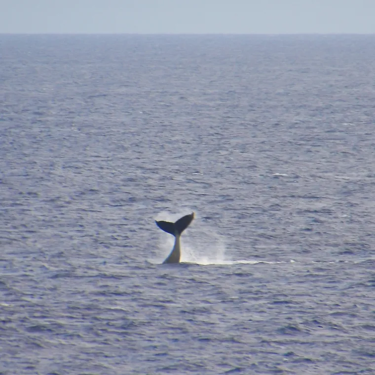 広いインド洋の海面から持ち上がるクジラの尾びれ