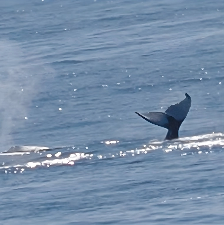 ピースボート航海中に海上で見えたクジラの尾びれ