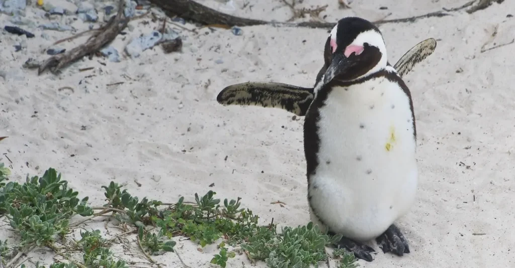 ケープタウンのボルダーズビーチで見たケープペンギン