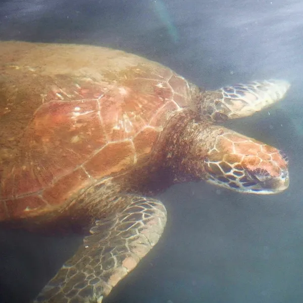 イースター島の港で海中を泳ぐウミガメ