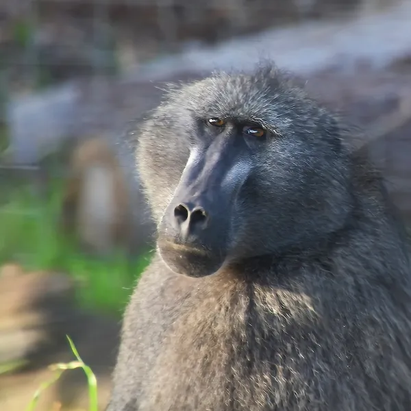 ケープタウンで見たチャクマヒヒの顔