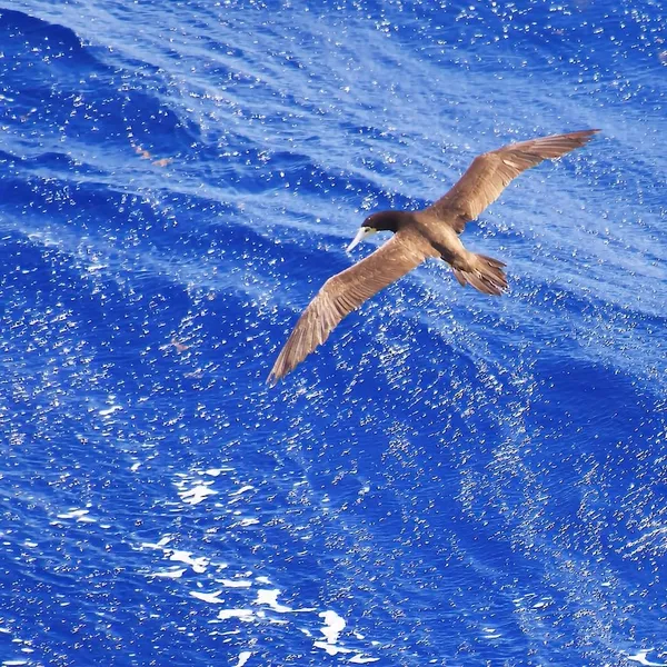ピースボートの船上から見た青い海の上を飛ぶ海鳥