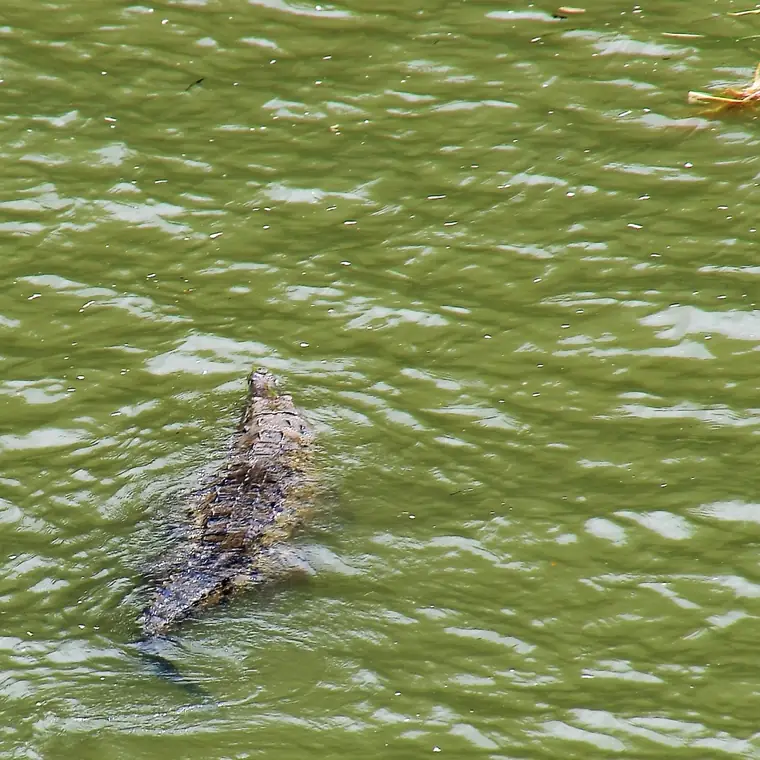 パナマ運河の緑色の水面を泳ぎ、頭と背中を見せるワニ