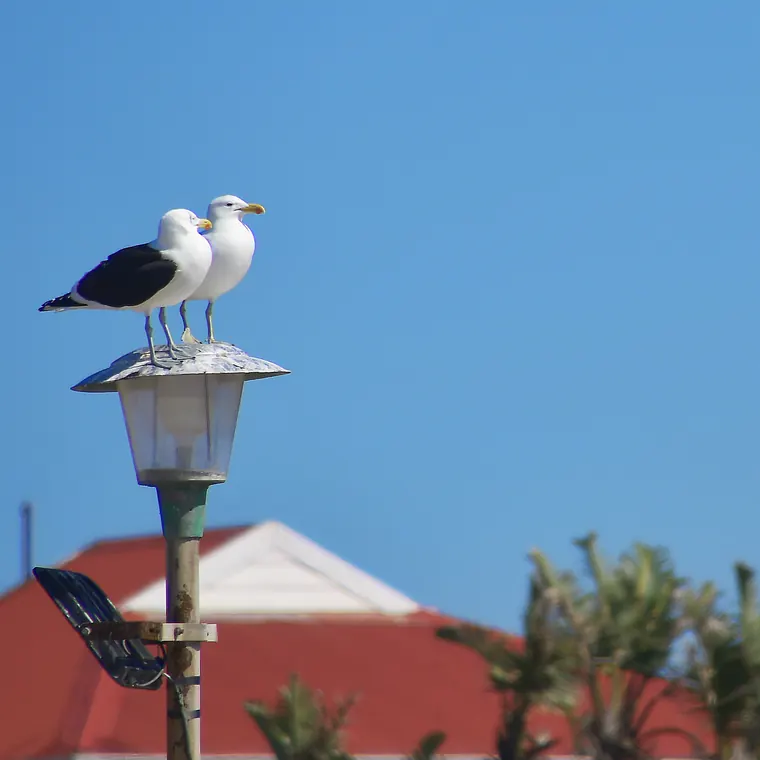青空の下、街灯の上に並ぶ二羽のカモメ
