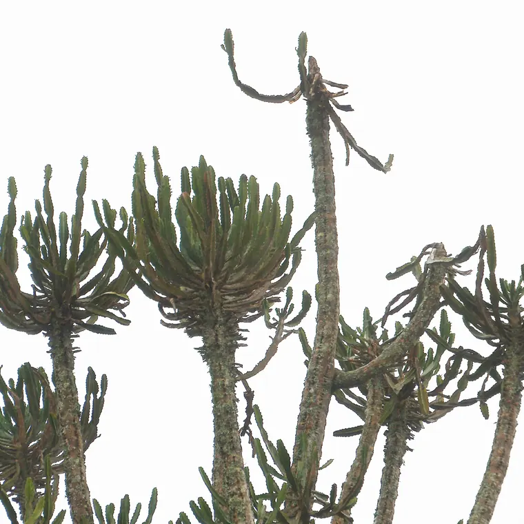 空に向かって枝を伸ばす多肉植物のような木