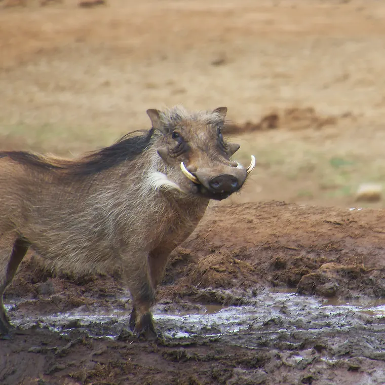 アッド国立公園の水辺に立つイボイノシシ