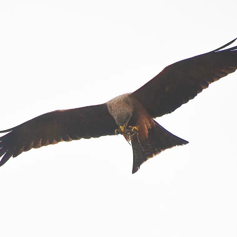 翼を大きく広げて飛ぶ褐色の鳥