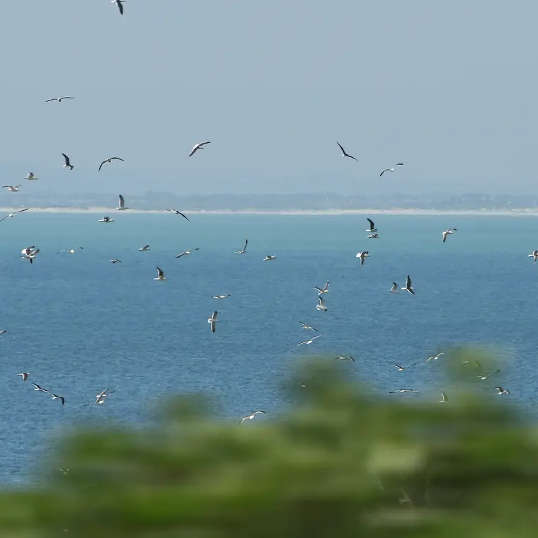 青い海の上を群れで飛ぶ鳥たち