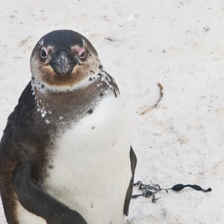 砂地に立ち、顔を少し傾けたアフリカペンギン