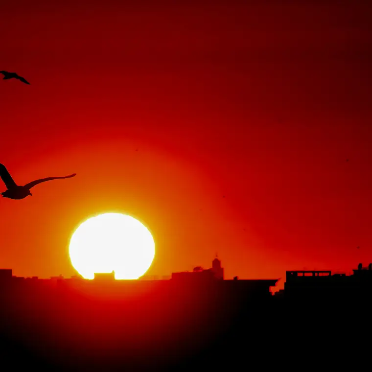 赤く染まった空の太陽と、手前を飛ぶ鳥の影