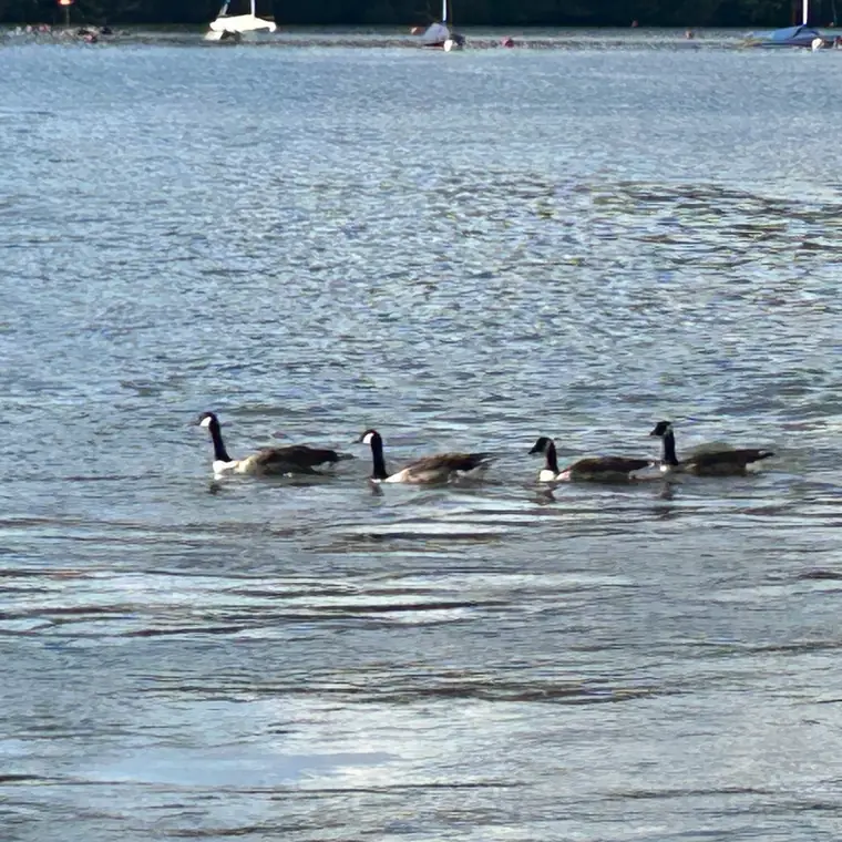 湖面を一列に泳ぐ水鳥の群れ