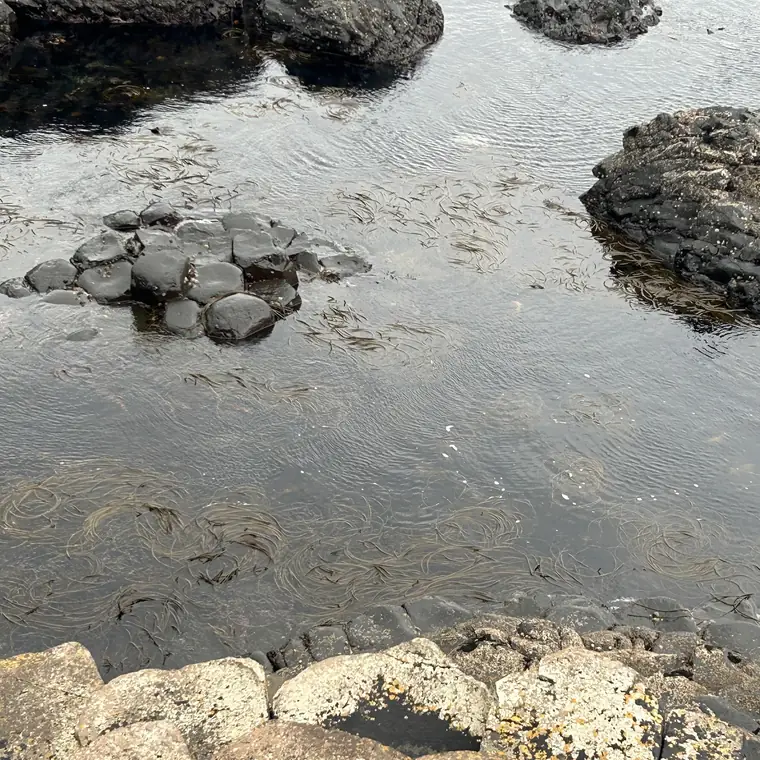 水際に並ぶ多角形の石