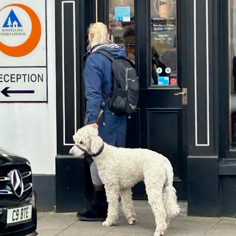 店の入口で待つ白い巻き毛の犬