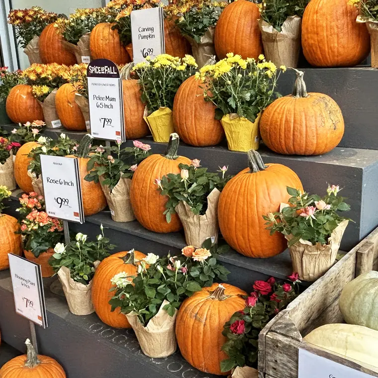 大小さまざまなかぼちゃと花が並ぶ店先