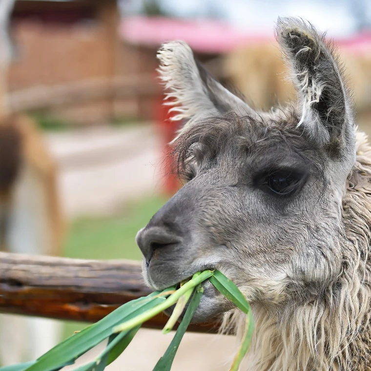 マノス・デ・ラ・コムニダで草を食べるリャマ